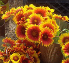 West Tisbury Farmers Market 2014