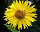 Farmers Market at Forest Park 2014