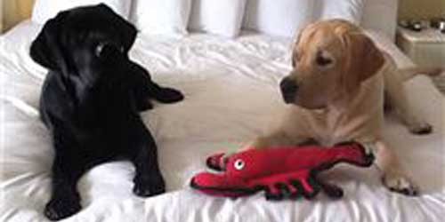 Dog Pet Friendly Hotels Inns Lodging In Cape Cod Machusetts Surfside Hotel Suites