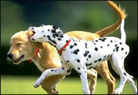 Off-Leash Dog Parks in Massachusetts