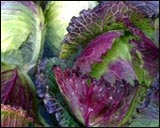 newburyport winter farmers market