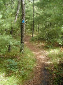 trails of the waquoit reserve in falmouth ma