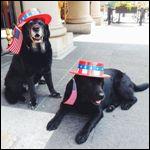 Patriotic Black Labs