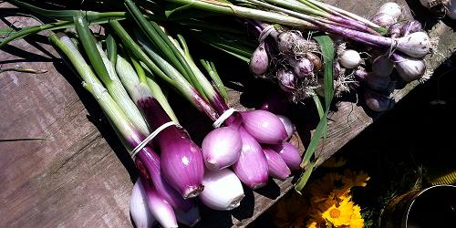 Oak Bluffs Open Farmers Market - Martha's Vineyard, MA