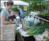 Wellfleet Farmers Market