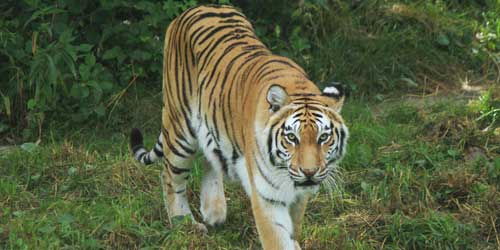 Bengal Tiger - Southwick’s Zoo  -Mendon, MA