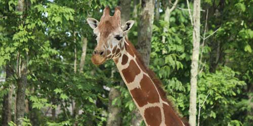 Giraffe - Southwick’s Zoo - Mendon, MA