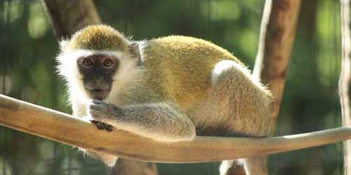 Grivet Monkey - Southwick’s Zoo - Mendon, MA