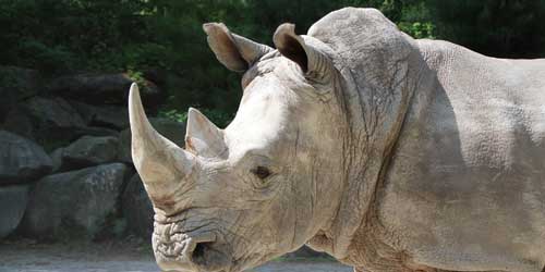 White Rhinoceros - Southwick’s Zoo - Mendon, MA