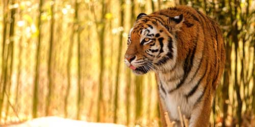 Tiger - Franklin Park Zoo - Boston MA