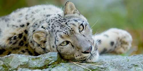 Snow Leopard - Stone Zoo - Stoneham, MA