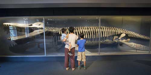 Harvard Peabody Museum of Natural History Kronosaurus Cambridge MA