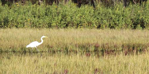 Crane in Rowley-credit-Merin Gray