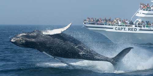 Whale watching in Massachusetts