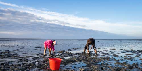 Shellfishing and Clamming in Massachusetts-credit-shutterstock