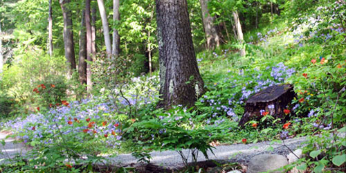 Wildflower Gardens of Massachusetts