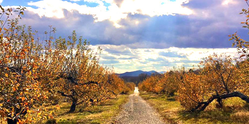 Hilltop Orchards Hiking - Richmond, MA