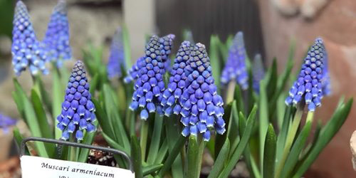 Hyacinths at Berkshire Botanical Garden - Stockbridge, MA