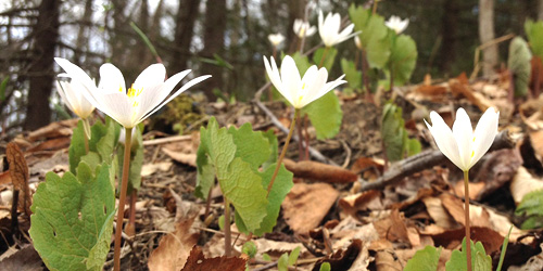 Wildflowers - Arcadia Nature Center & Wildlife Sanctuary - Easthampton, MA