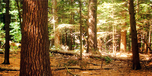 Forest in Mohawk Trail State Forest - Charlemont, MA