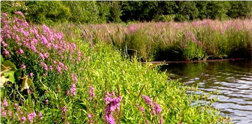 Cutler Park in Needham, MA