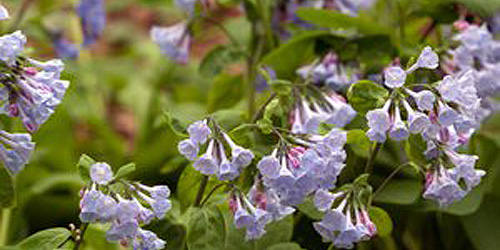 Garden in the Woods - Native Plant Trust - Framingham, MA