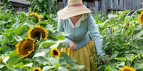 Sunflowers - Plimoth Patuxet - Plymouth, MA