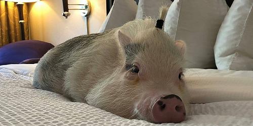 Pig in a Blanket - Rockport Inn & Suites - Rockport, MA
