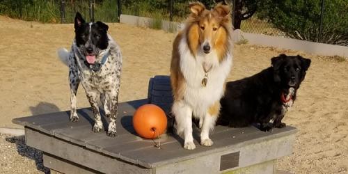 Pilgrim Bark Park - Provincetown, MA