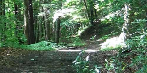 Trail - Chester-Blandford State Forest - Blandford, MA - Photo Credit MA State Parks