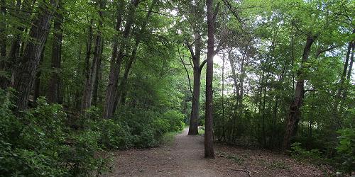 Hiking Trail - Hammond Pond Reservation - Chestnut Hill, MA