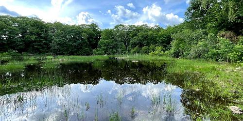 Beaver Brook Reservation - Waltham, MA