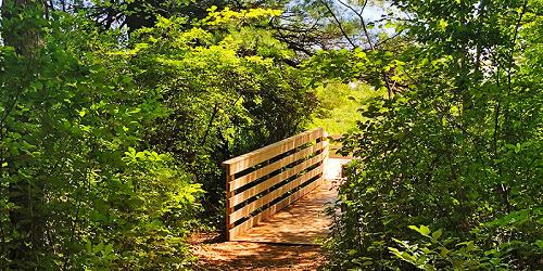 Trails at Stony Brook Nature Center - Norfolk, MA