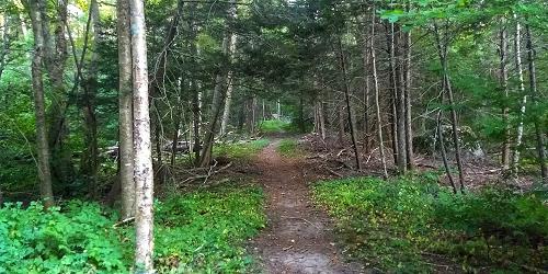 Hiking Trails - Wompatuck State Park - Boston, MA - Photo Credit Mass. State Parks