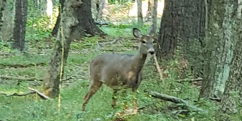 Moose Hill Wildlife Sanctuary - Sharon, MA