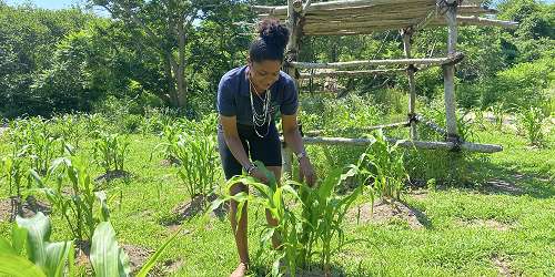 Tending the Garden - Plimoth Patuxet - Plymouth MA