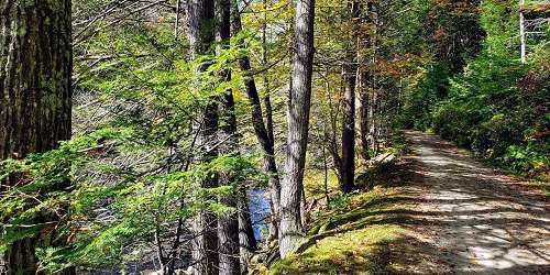 Hiking Path in Mohawk Trail State Forest - Charlemont, MA - Photo Credit Renee Plasse