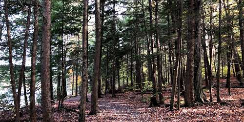 Hiking Trail - DAR State Forest - Goshen, MA