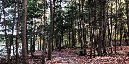Hiking Trail - DAR State Forest - Goshen, MA
