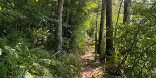Hiking Trail - Clarksburg State Park - Clarksburg, MA - Photo Credit Cheryl Bonner