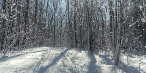 Snowy Trail - Beartown State Forest - Monterey, MA - Photo Credit Laurie Whitelock