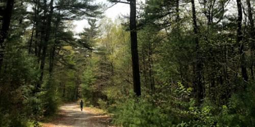 Hiking Trail - Freetown-Fall River State Forest - Assonet, MA