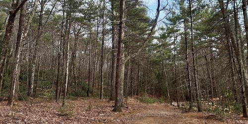 Hiking Trail - Leominster State Forest - Leominster, MA - Photo Credit Elif Asar