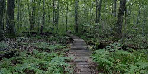 Hiking Boardwalk - Douglas State Forest - Douglas, MA - Photo Credit Erik Moon