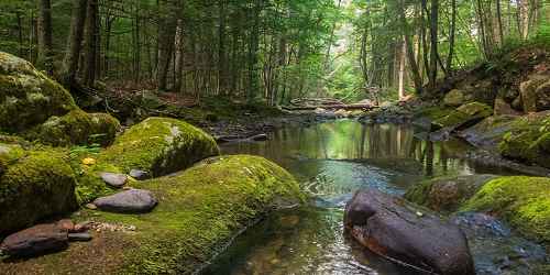 Brook - Chester-Blandford State Forest - Blandford, MA - Photo Credit Rasvan Iliescu