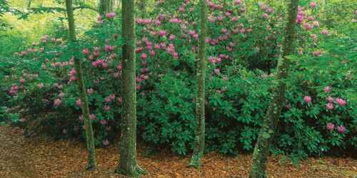 Rhododendrons - Lowell Holly Reservation - Mashpee, MA - Photo Credit Trustees of Reservations