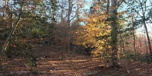 Trail - Lowell Holly Reservation - Mashpee, MA - Photo Credit Trustees of Reservations