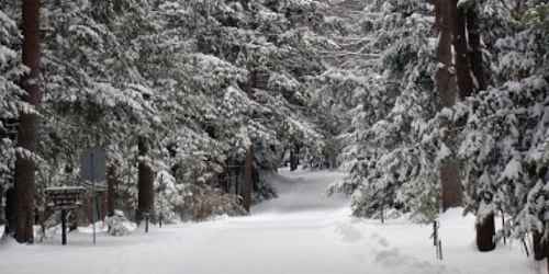 Winter Trail - Otter River State Forest - Baldwinville, MA - Photo Credit Ron Warren