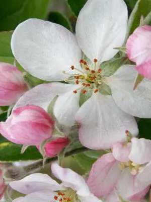 Westford Apple Blossom Festival - Greater Merrimack Valley