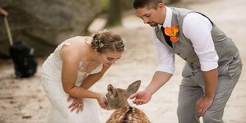 Bride, Groom & Fawn - Weddings at Southwick's Zoo - Mendon, MA